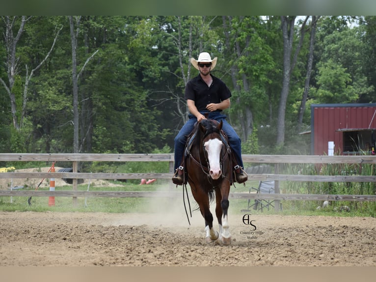 American Quarter Horse Ruin 5 Jaar 150 cm Roodbruin in Baltic