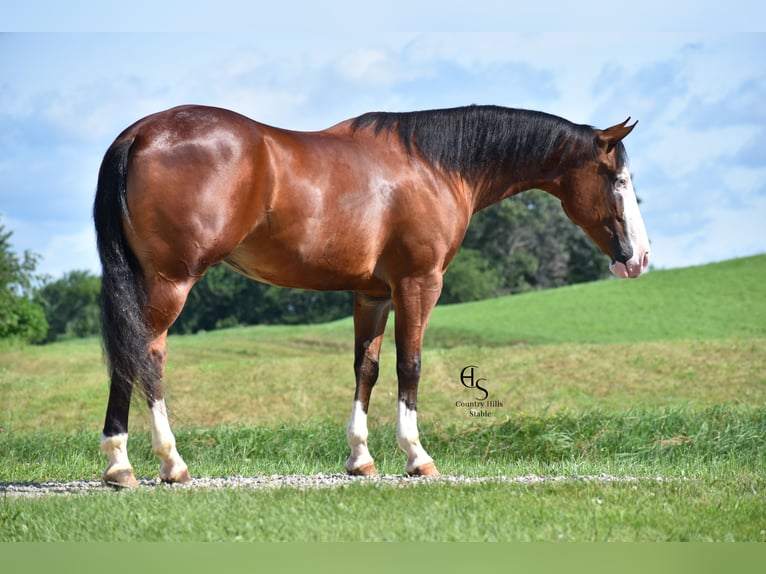 American Quarter Horse Ruin 5 Jaar 150 cm Roodbruin in Baltic
