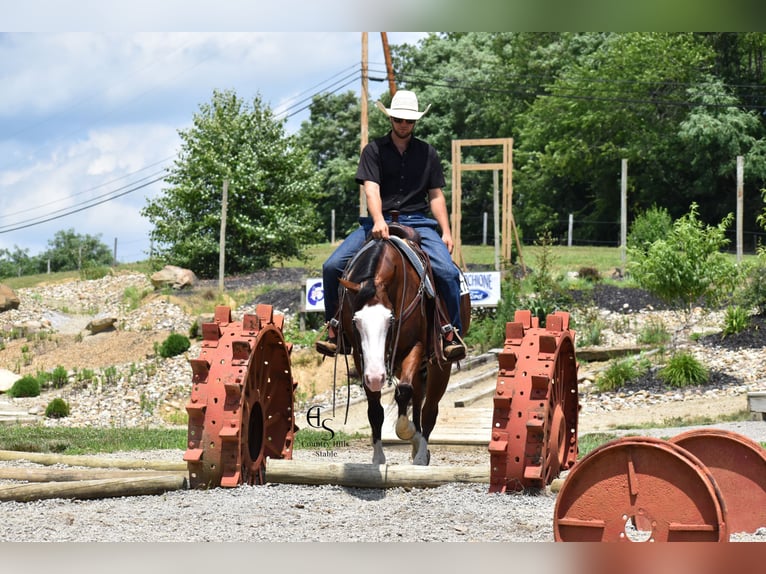 American Quarter Horse Ruin 5 Jaar 150 cm Roodbruin in Baltic