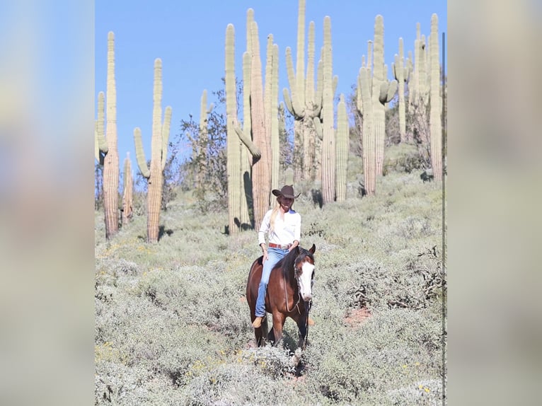 American Quarter Horse Ruin 5 Jaar 150 cm Roodbruin in Cave Creek