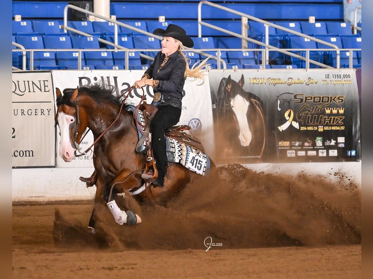 American Quarter Horse Ruin 5 Jaar 150 cm Roodbruin in Cave Creek
