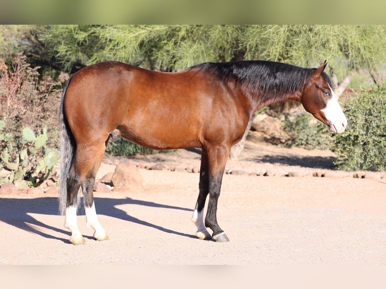 American Quarter Horse Ruin 5 Jaar 150 cm Roodbruin in Cave Creek