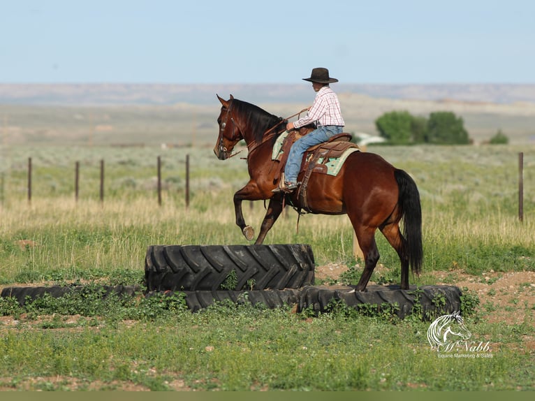American Quarter Horse Ruin 5 Jaar 150 cm Roodbruin in Cody