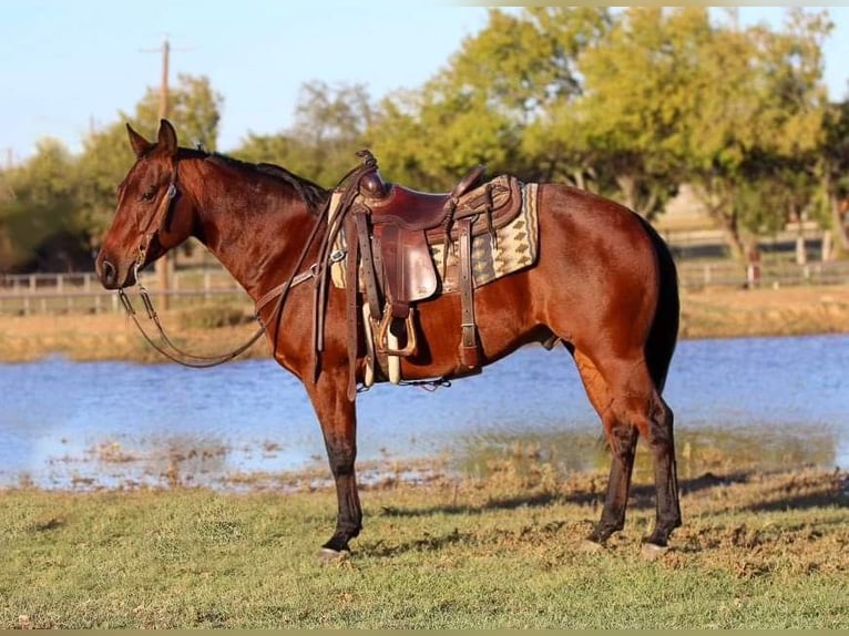 American Quarter Horse Ruin 5 Jaar 150 cm Roodbruin in Joshua, TX