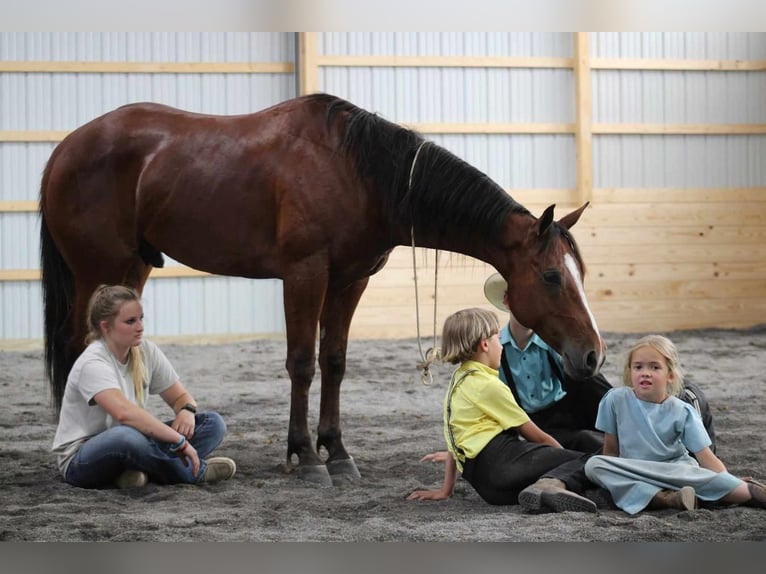 American Quarter Horse Ruin 5 Jaar 150 cm Roodbruin in Rebersburg