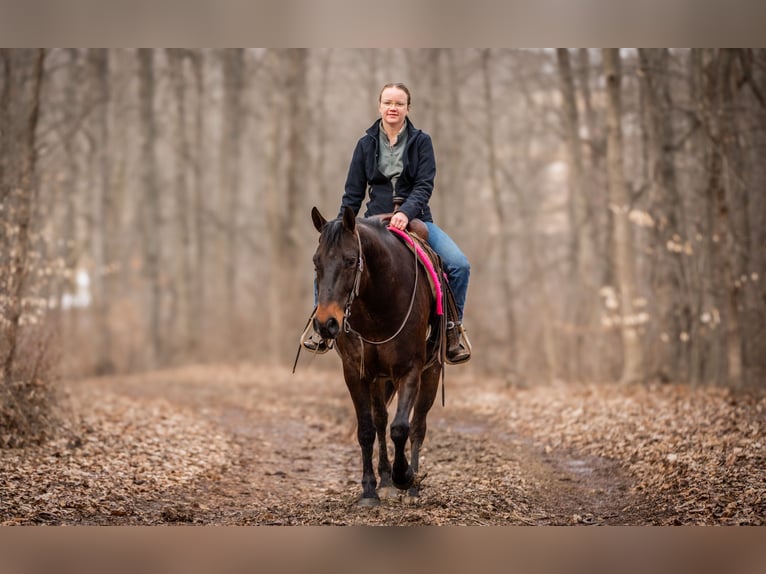 American Quarter Horse Ruin 5 Jaar 150 cm Roodbruin in Fredericksburg, OH