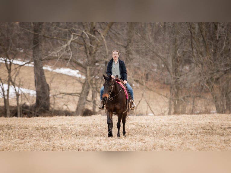 American Quarter Horse Ruin 5 Jaar 150 cm Roodbruin in Fredericksburg, OH