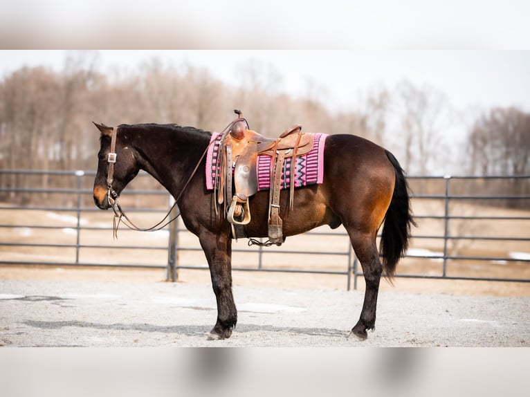 American Quarter Horse Ruin 5 Jaar 150 cm Roodbruin in Fredericksburg, OH