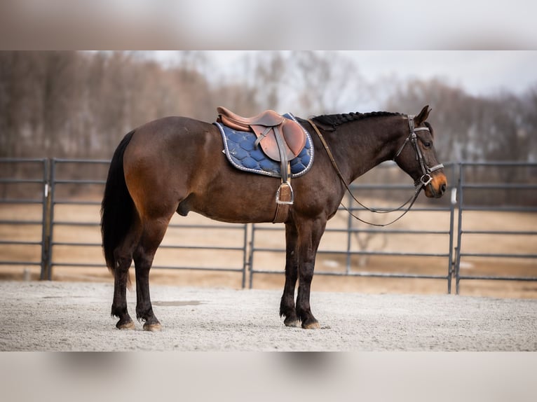 American Quarter Horse Ruin 5 Jaar 150 cm Roodbruin in Fredericksburg, OH