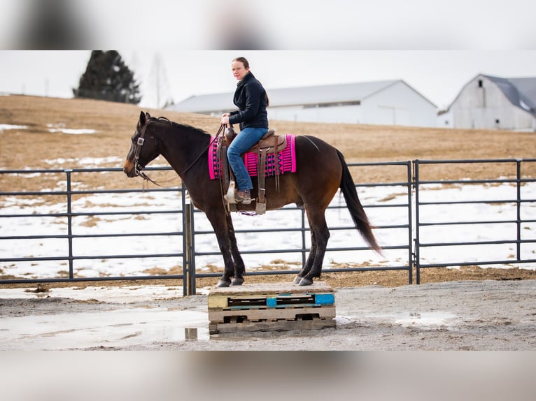 American Quarter Horse Ruin 5 Jaar 150 cm Roodbruin in Fredericksburg, OH