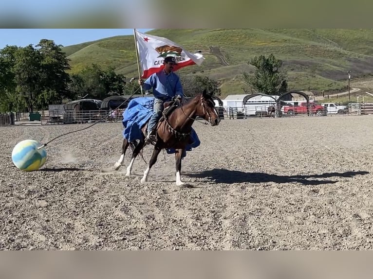 American Quarter Horse Ruin 5 Jaar 150 cm Roodbruin in Paicines CA