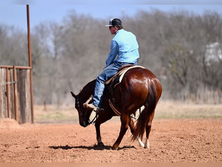 American Quarter Horse Ruin 5 Jaar 150 cm Roodvos in Waco
