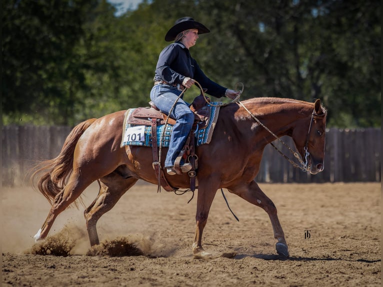 American Quarter Horse Ruin 5 Jaar 150 cm Roodvos in Gainesville