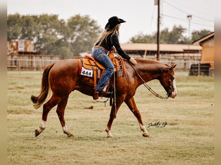 American Quarter Horse Ruin 5 Jaar 150 cm Roodvos in Gainesville