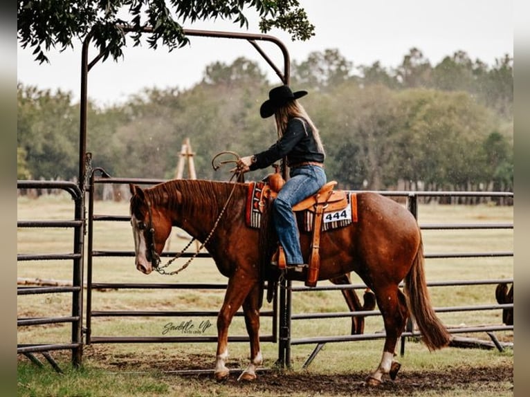 American Quarter Horse Ruin 5 Jaar 150 cm Roodvos in Gainesville