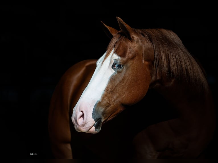 American Quarter Horse Ruin 5 Jaar 150 cm Roodvos in Gainesville