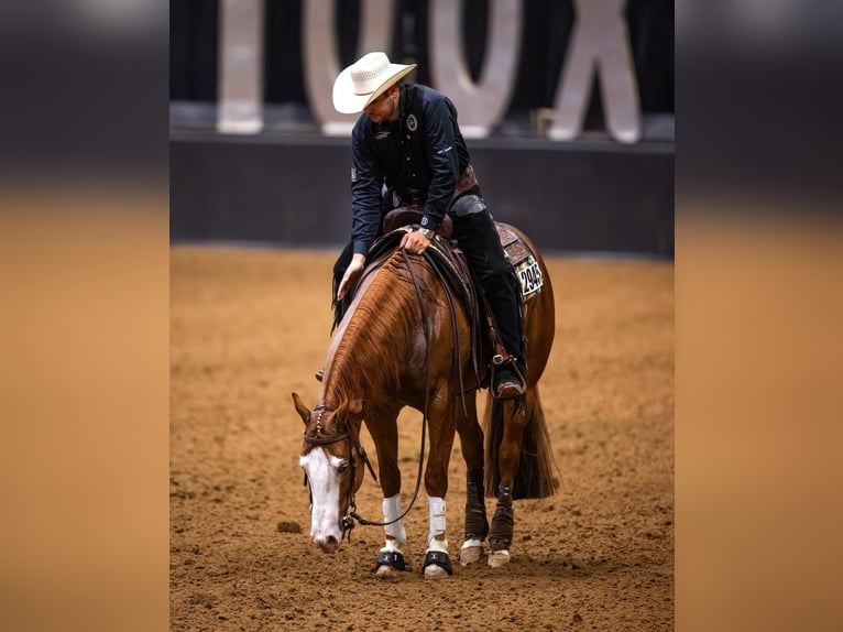 American Quarter Horse Ruin 5 Jaar 150 cm Roodvos in Gainesville