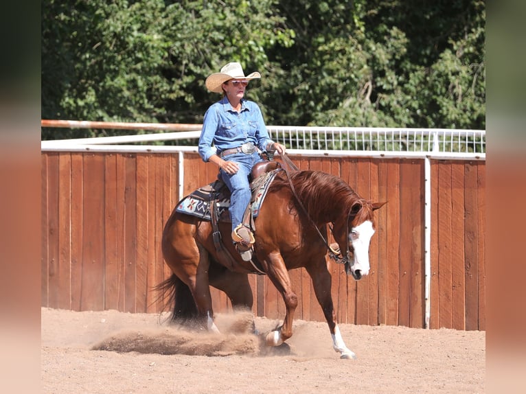 American Quarter Horse Ruin 5 Jaar 150 cm Roodvos in Belen