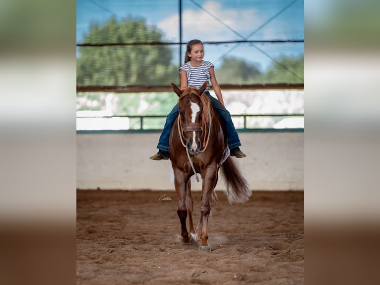American Quarter Horse Ruin 5 Jaar 150 cm Roodvos in Gainesville American Quarter Horse Ruin 5 Jaar 150 cm Roodvos in Gainesville