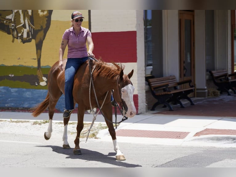 American Quarter Horse Mix Ruin 5 Jaar 150 cm Roodvos in Kaufman