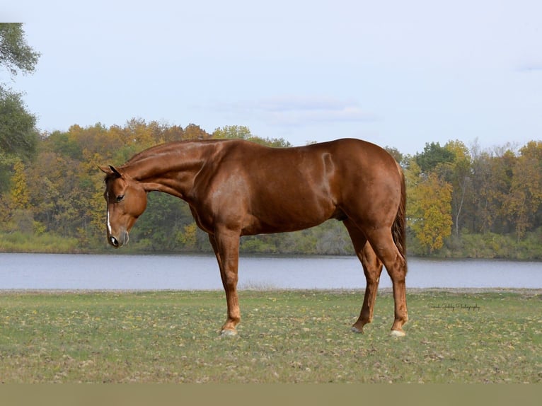American Quarter Horse Ruin 5 Jaar 150 cm Roodvos in Oelwein American Quarter Horse Ruin 5 Jaar 150 cm Roodvos in Oelwein