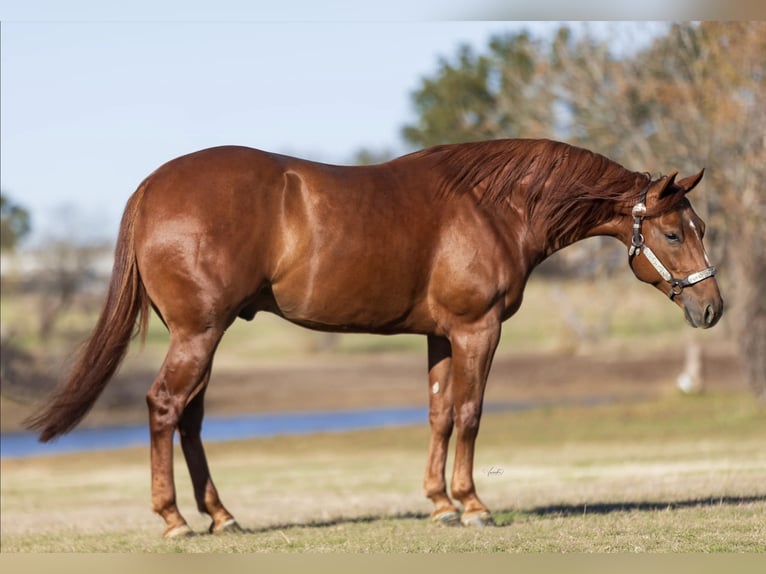 American Quarter Horse Ruin 5 Jaar 150 cm Roodvos in Oelwein American Quarter Horse Ruin 5 Jaar 150 cm Roodvos in Oelwein