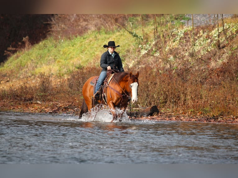 American Quarter Horse Ruin 5 Jaar 150 cm Roodvos in Clarion