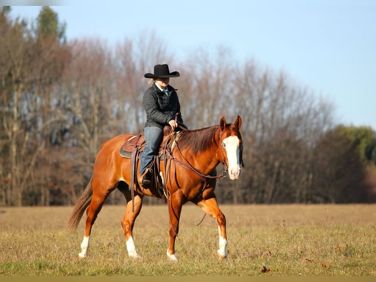 American Quarter Horse Ruin 5 Jaar 150 cm Roodvos in Clarion