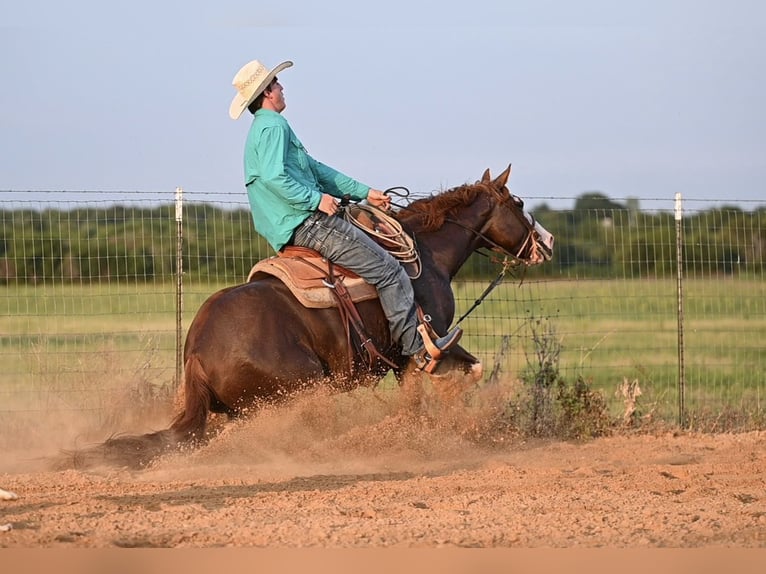 American Quarter Horse Ruin 5 Jaar 150 cm Roodvos in Kaufman