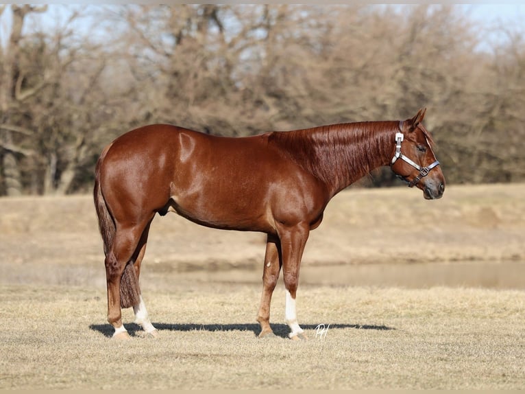 American Quarter Horse Ruin 5 Jaar 150 cm Roodvos in Buffalo