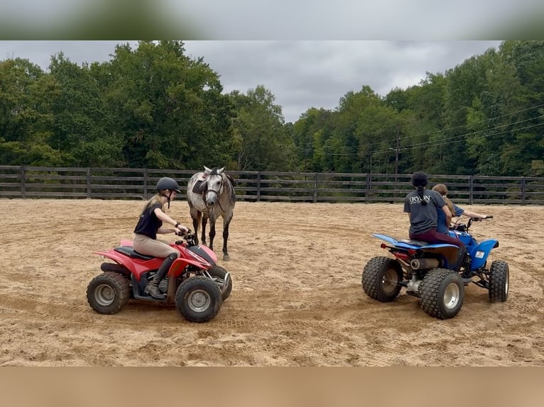 American Quarter Horse Ruin 5 Jaar 150 cm Schimmel in Clover