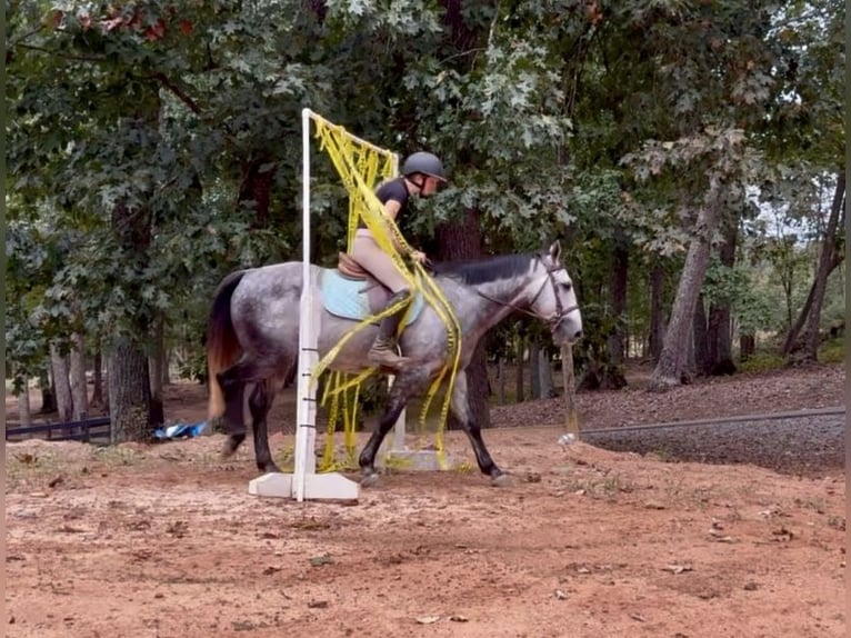 American Quarter Horse Ruin 5 Jaar 150 cm Schimmel in Clover