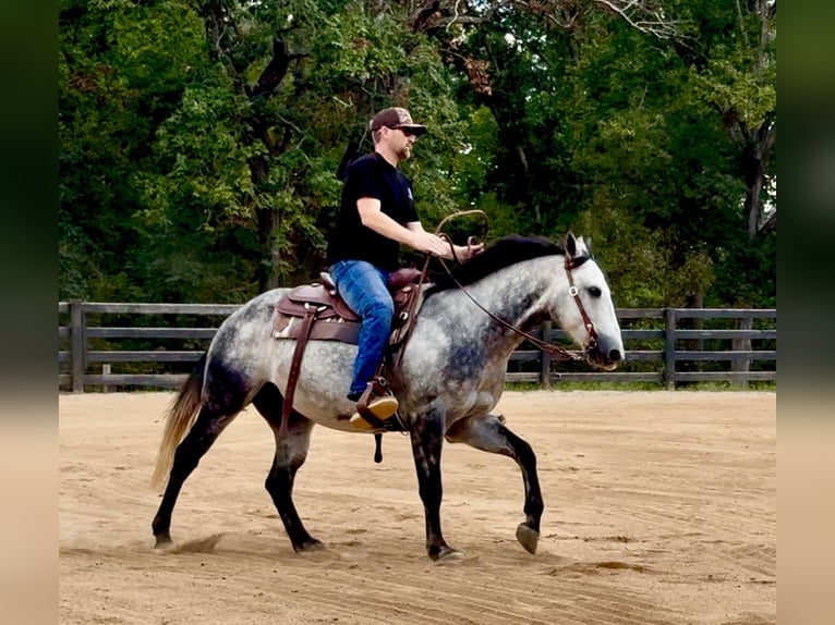 American Quarter Horse Ruin 5 Jaar 150 cm Schimmel in Clover