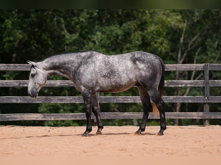 American Quarter Horse Ruin 5 Jaar 150 cm Schimmel in Clover