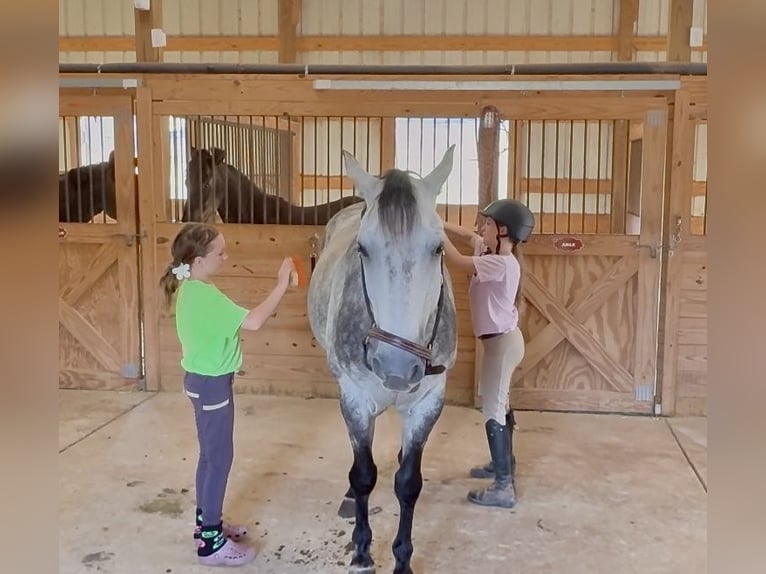 American Quarter Horse Ruin 5 Jaar 150 cm Schimmel in Clover