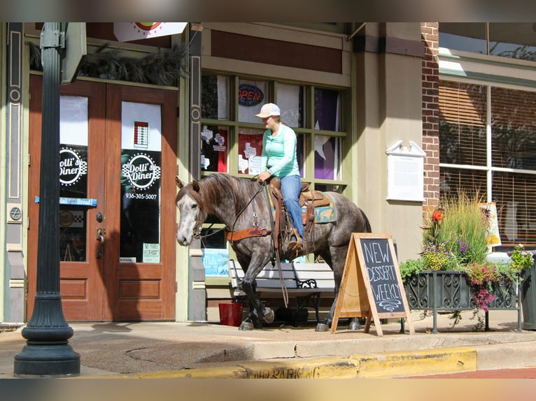 American Quarter Horse Ruin 5 Jaar 150 cm Schimmel in RUsk TX