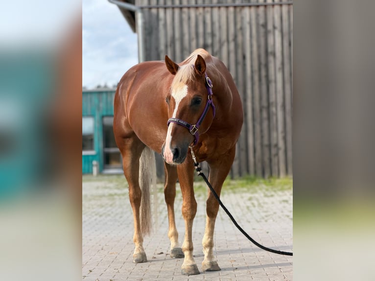 American Quarter Horse Ruin 5 Jaar 150 cm Vos in Vilseck