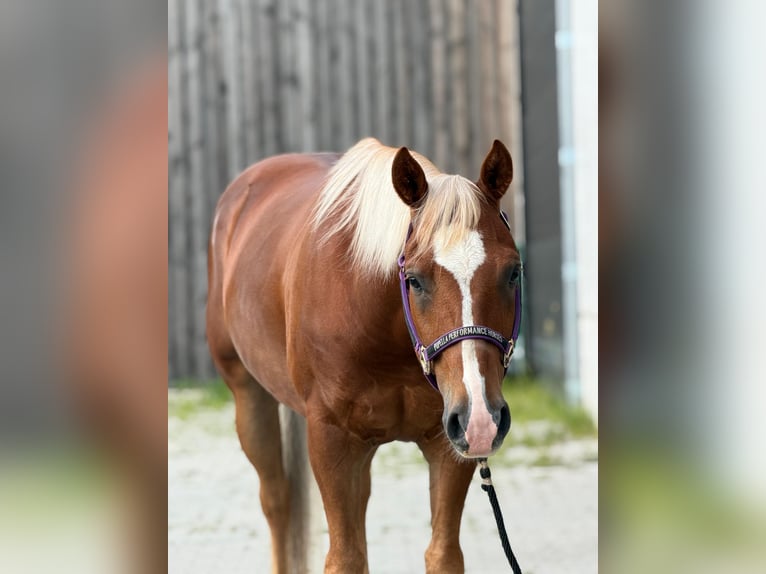 American Quarter Horse Ruin 5 Jaar 150 cm Vos in Vilseck