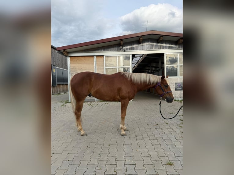 American Quarter Horse Ruin 5 Jaar 150 cm Vos in Vilseck