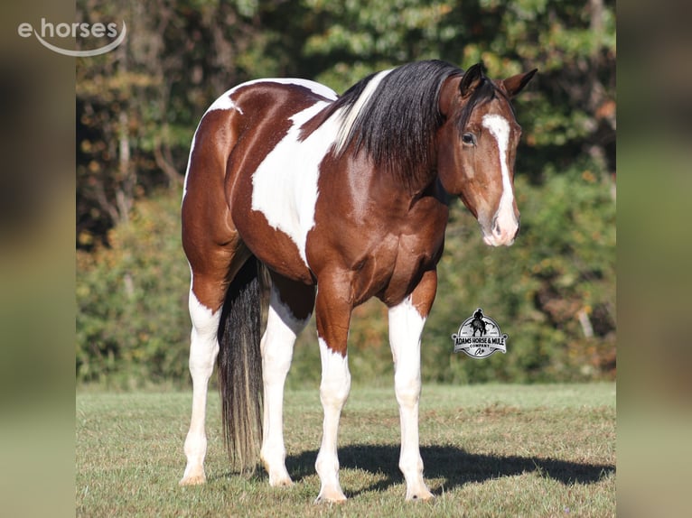 American Quarter Horse Ruin 5 Jaar 151 cm Tobiano-alle-kleuren in Mount Vernon