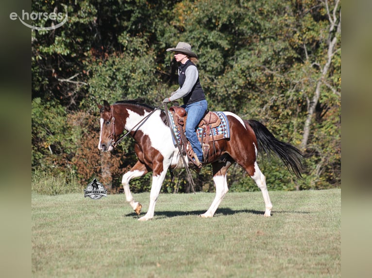 American Quarter Horse Ruin 5 Jaar 151 cm Tobiano-alle-kleuren in Mount Vernon