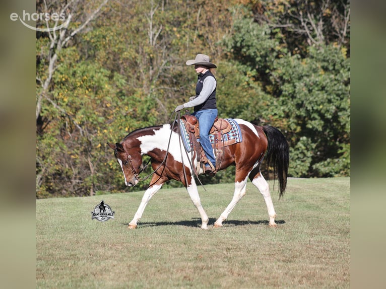 American Quarter Horse Ruin 5 Jaar 151 cm Tobiano-alle-kleuren in Mount Vernon
