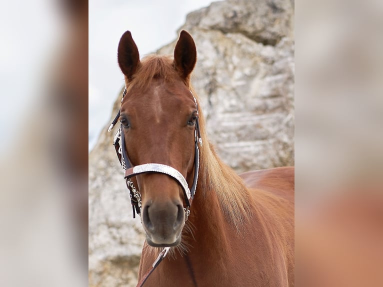 American Quarter Horse Ruin 5 Jaar 151 cm Vos in Freystadt