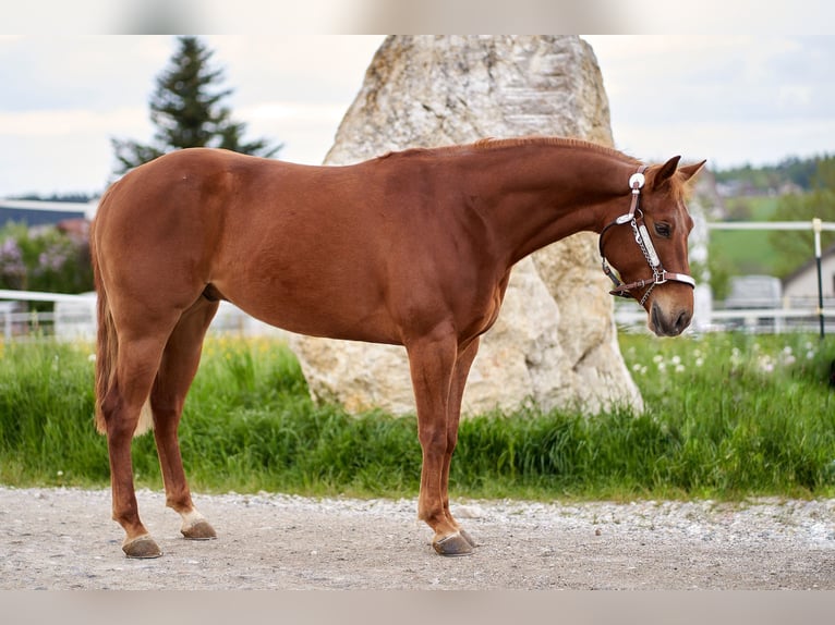 American Quarter Horse Ruin 5 Jaar 151 cm Vos in Freystadt