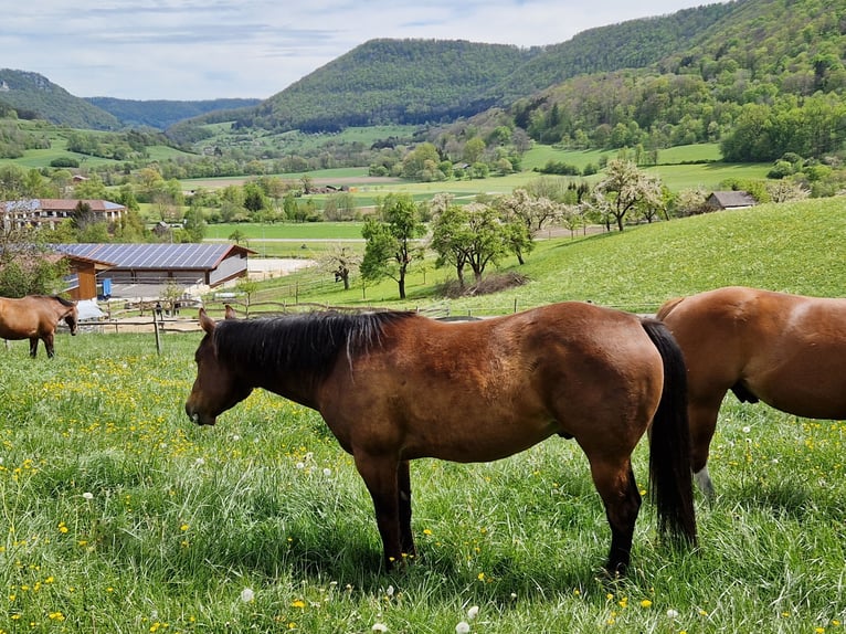 American Quarter Horse Ruin 5 Jaar 152 cm Bruin in Geislingen an der Steige