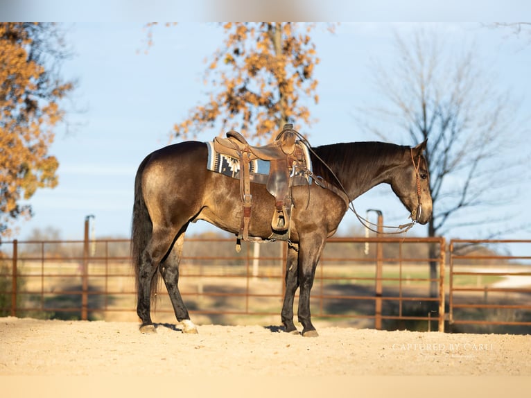 American Quarter Horse Ruin 5 Jaar 152 cm Buckskin in Lewistown
