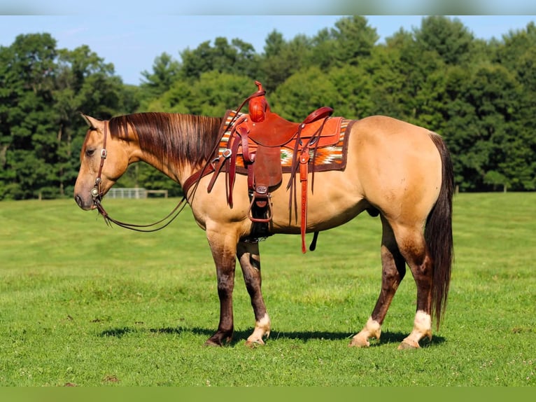 American Quarter Horse Ruin 5 Jaar 152 cm Buckskin in Clarion