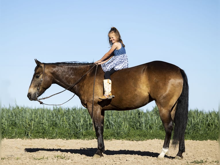 American Quarter Horse Ruin 5 Jaar 152 cm Buckskin in Caldwell, ID