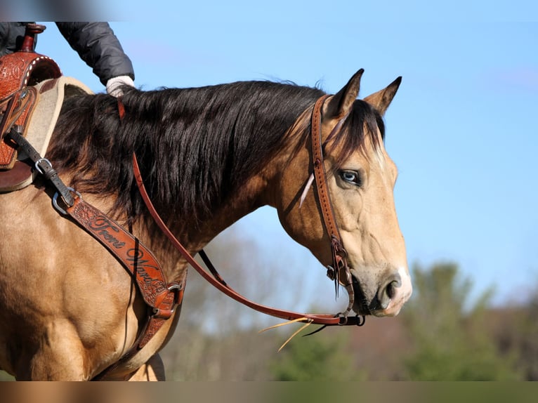 American Quarter Horse Ruin 5 Jaar 152 cm Buckskin in Clarion