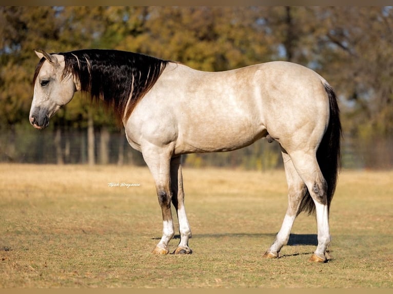American Quarter Horse Ruin 5 Jaar 152 cm Buckskin in Decatur